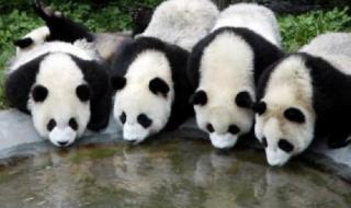 大熊猫的资料介绍 关于熊猫的资料